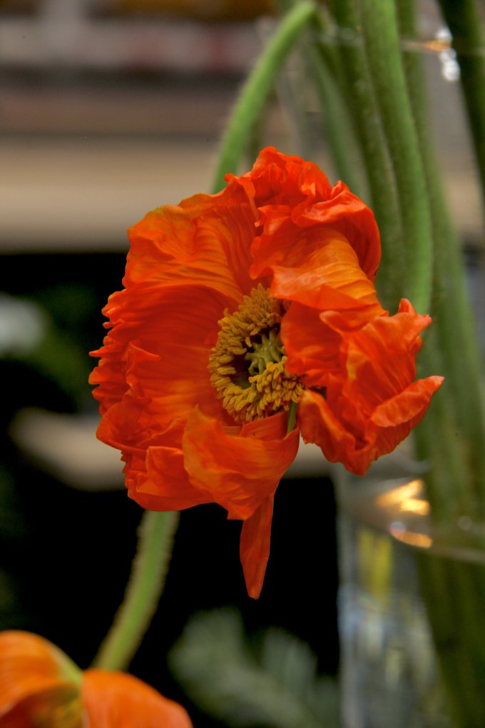 Conter fleurette photo 7